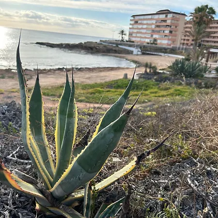 Mimosa Molino Blanco La Mata Torrevieja